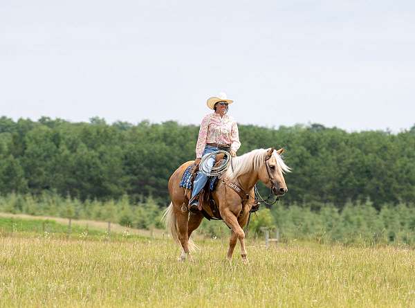 performance-quarter-horse