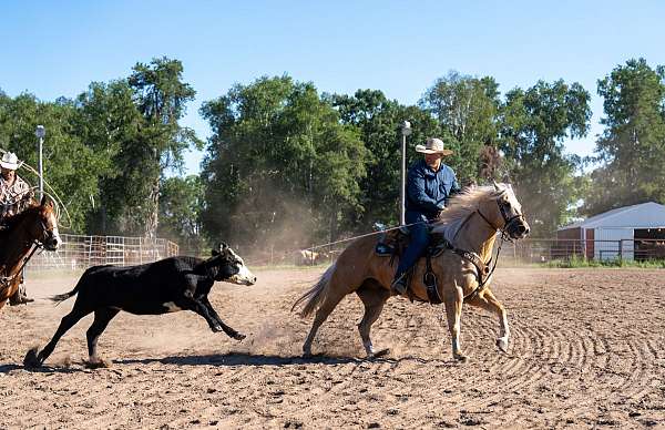 husband-safe-quarter-horse