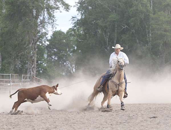 trail-quarter-horse
