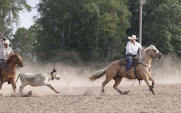 western-riding-quarter-horse