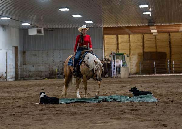 show-quarter-horse