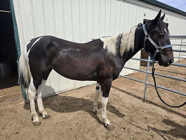 timid-paint-horse