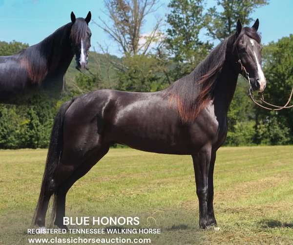 buy-now-tennessee-walking-horse