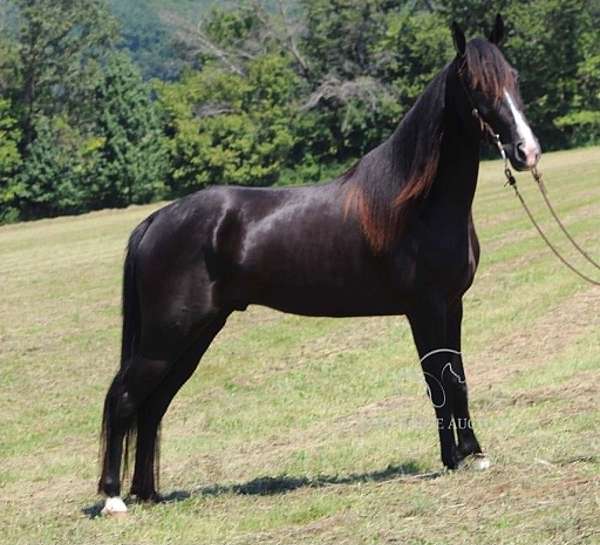 all-around-tennessee-walking-horse
