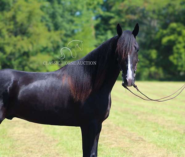 and-shoeing-tennessee-walking-horse