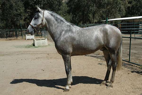 athletic-andalusian-horse