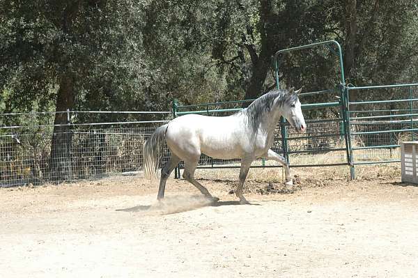 breeding-andalusian-horse
