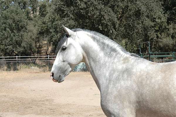 flashy-andalusian-horse