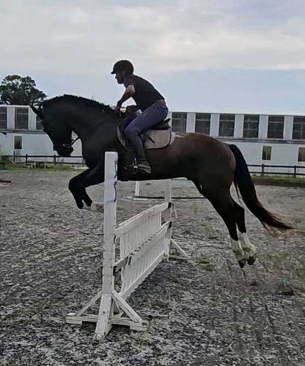 any-size-rider-shire-horse