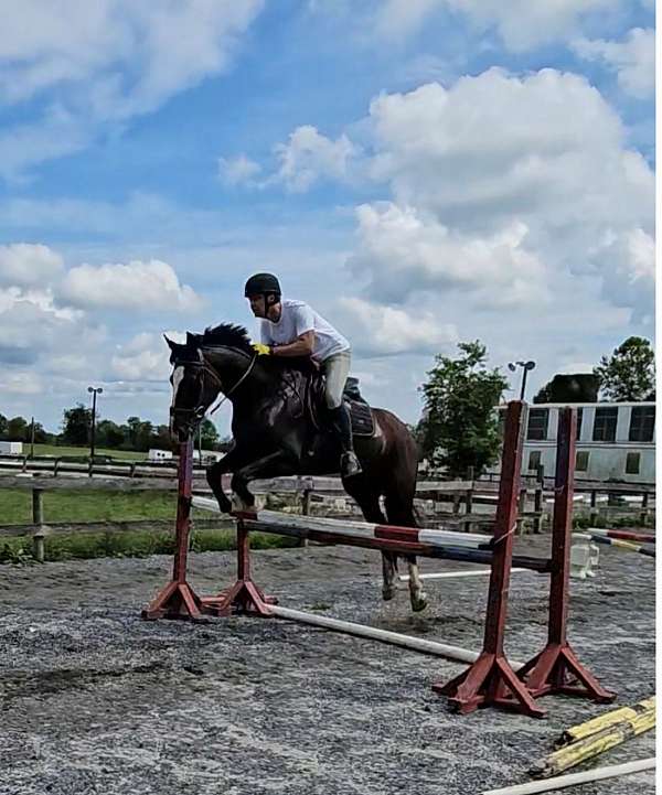 anything-shire-horse