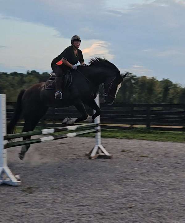back-shire-horse