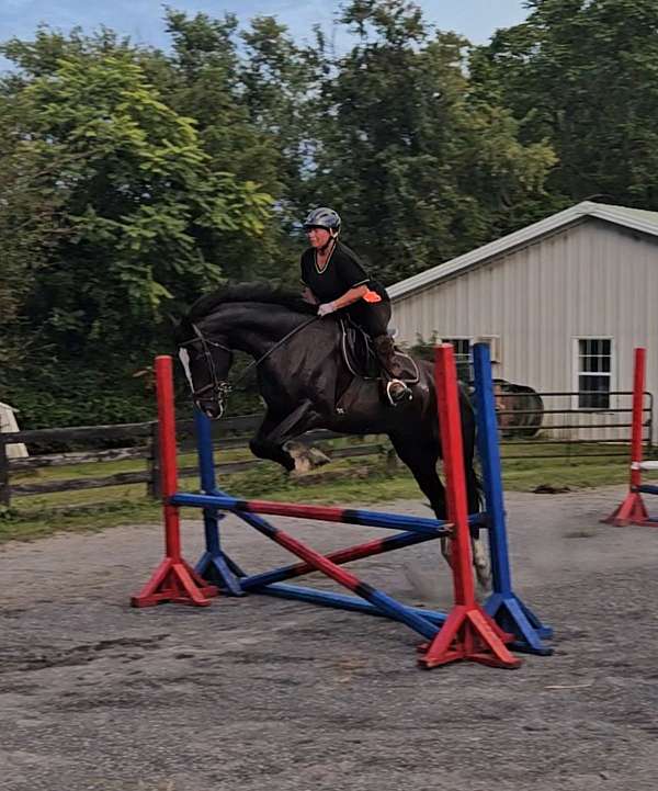 beginner-safe-shire-horse