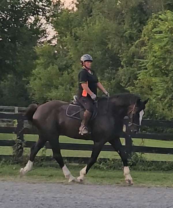 black-horse-shire