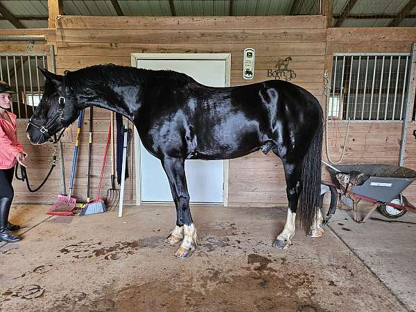 white-socks-beautiful-blaze-horse