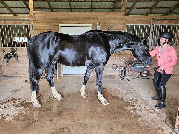 black-white-socks-beautiful-blaze-horse