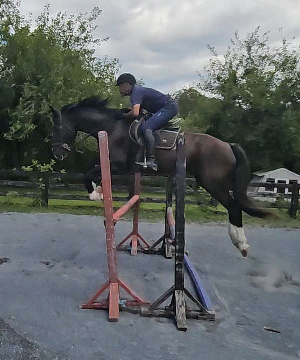 all-shire-horse