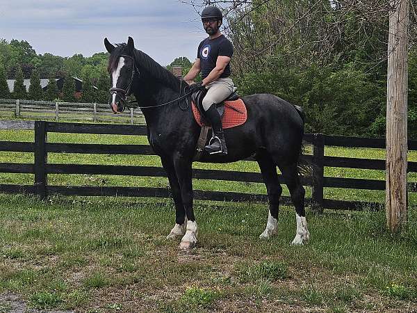 blue-shire-horse