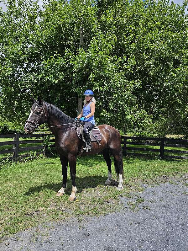 brave-shire-horse