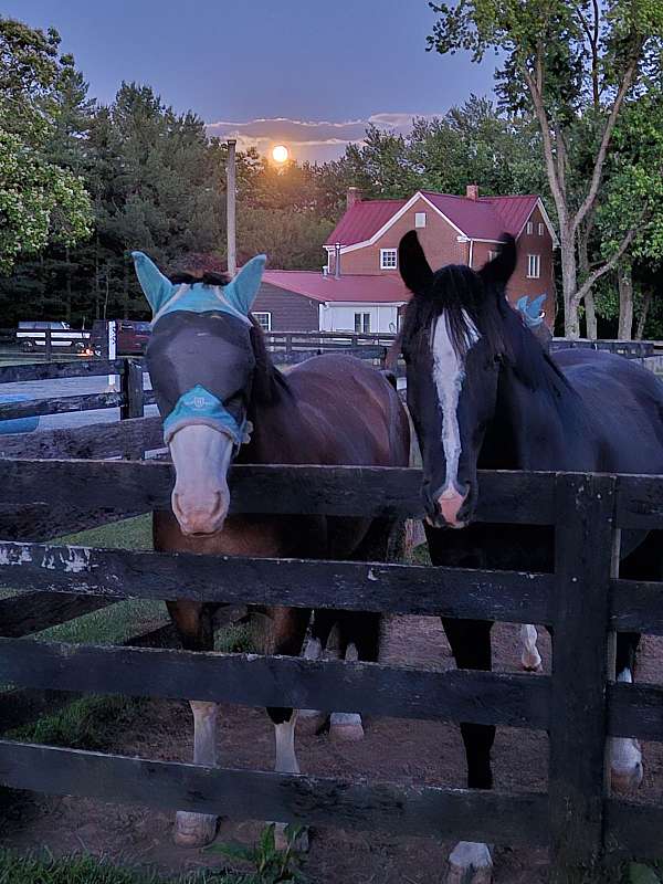 buy-shire-horse