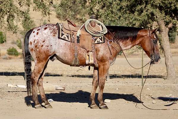 blanket-horse