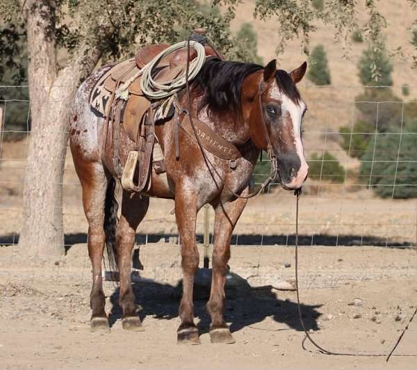 bay-blanket-horse