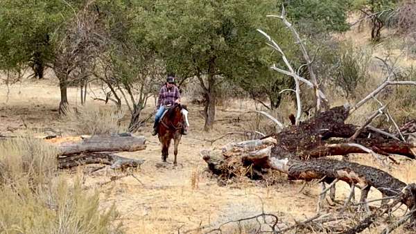 all-around-appaloosa-horse