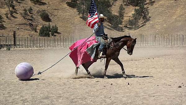 athletic-appaloosa-horse
