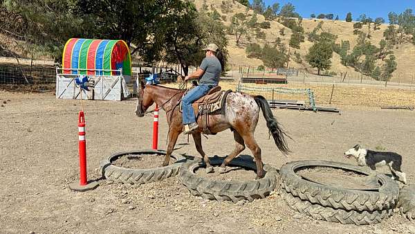 beginner-appaloosa-horse