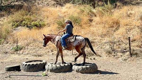 calf-roping-appaloosa-horse