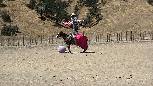 endurance-appaloosa-horse