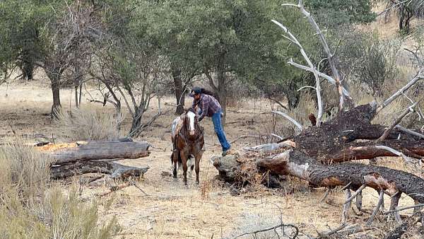 experienced-appaloosa-horse
