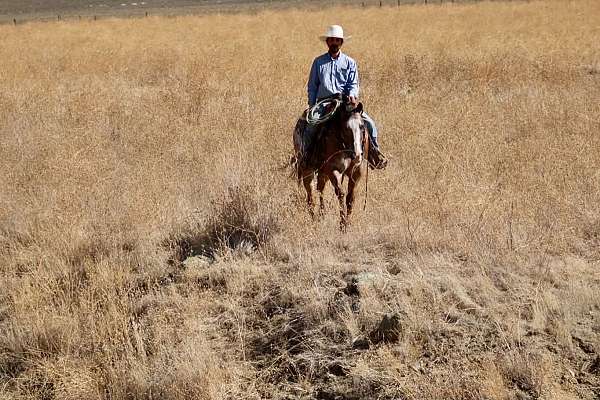 flashy-appaloosa-horse