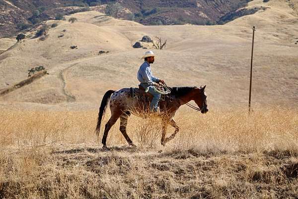kid-safe-appaloosa-horse