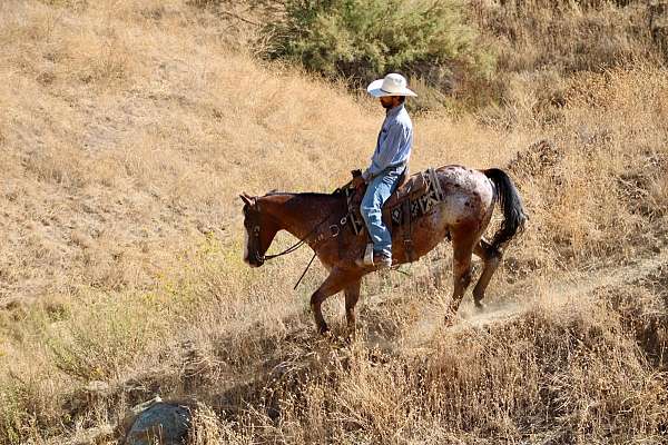 performance-appaloosa-horse