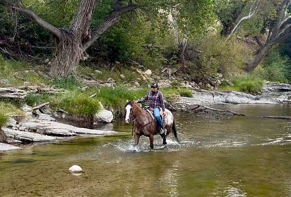 ranch-appaloosa-horse
