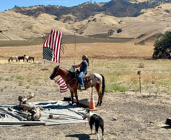 ranch-versatility-appaloosa-horse
