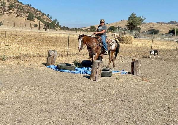 ranch-work-appaloosa-horse
