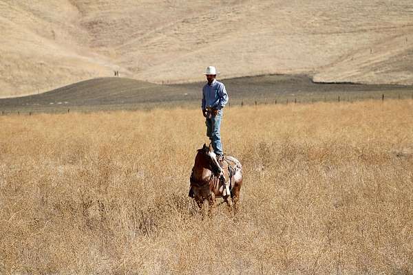 ridden-western-appaloosa-horse
