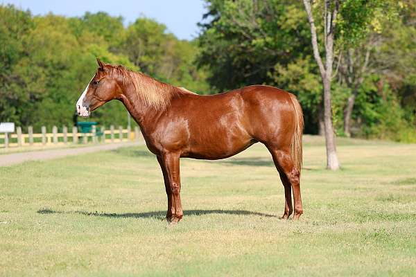 all-around-quarter-horse