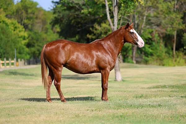 athletic-quarter-horse