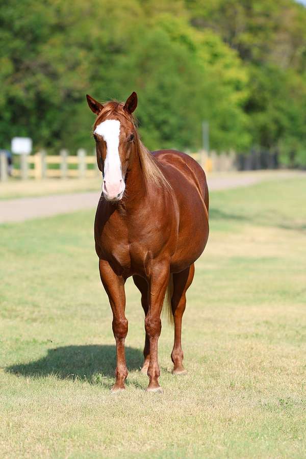 beginner-quarter-horse