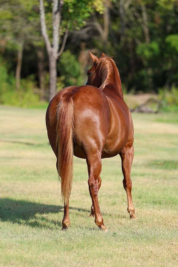 calf-roping-quarter-horse