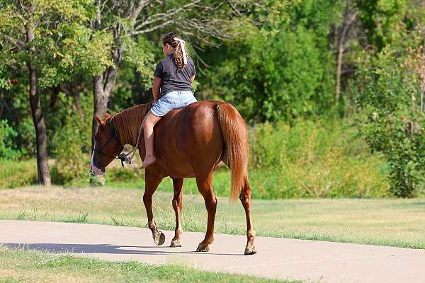 endurance-quarter-horse