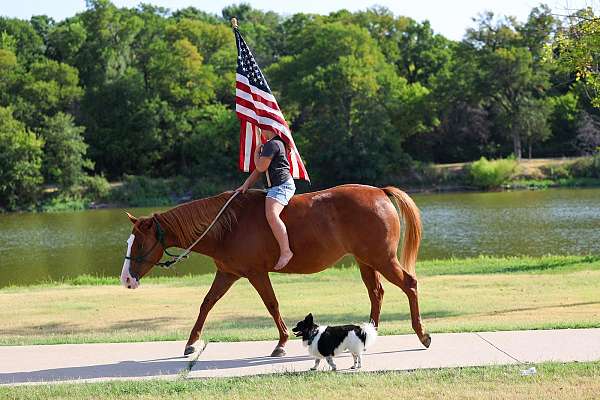 experienced-quarter-horse