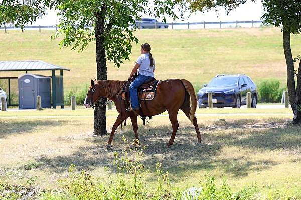 husband-safe-quarter-horse