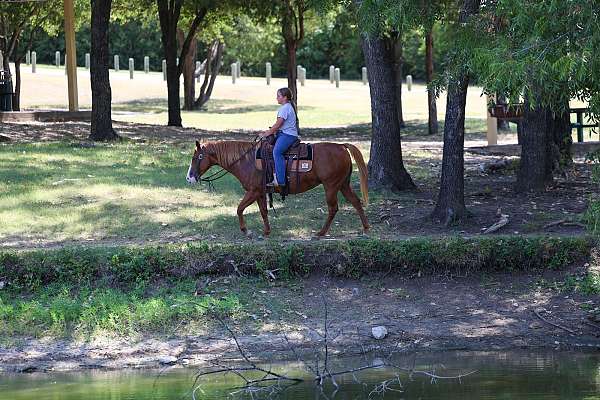 kid-safe-quarter-horse