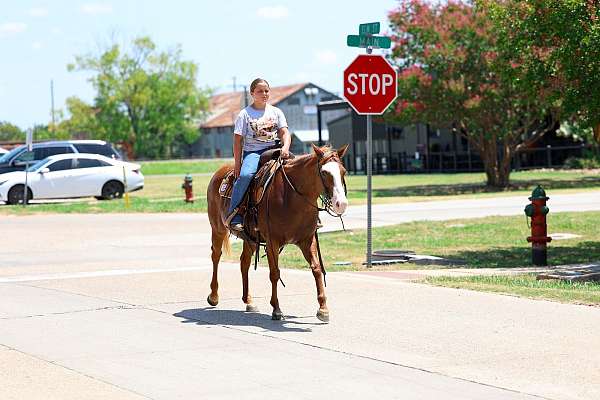 performance-quarter-horse
