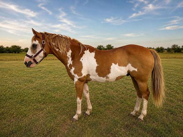 athletic-paint-horse