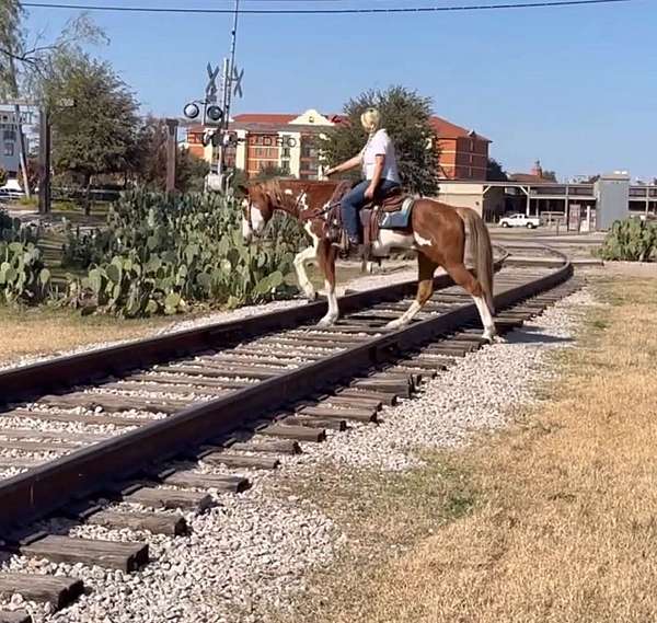 calf-roping-paint-horse