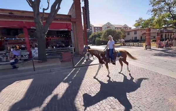 ranch-work-paint-horse